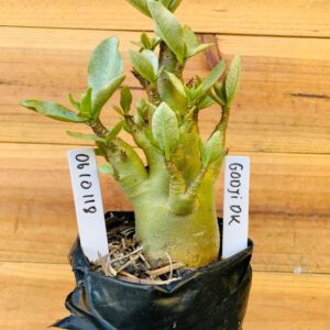 0610 118 Arabicum Godji Dk - F2 12 meses