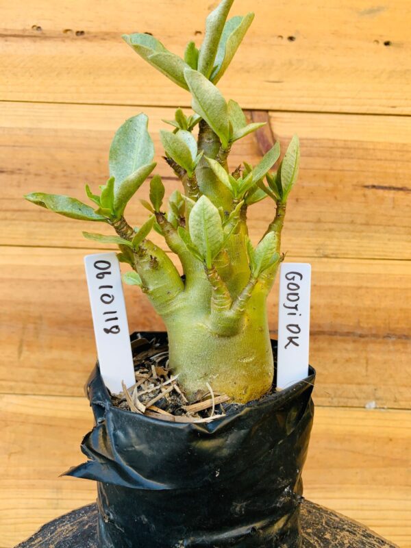 0610 118 Arabicum Godji Dk - F2 12 meses