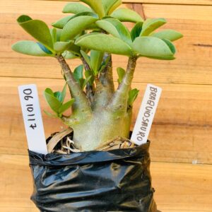 0610 117 Arabicum Braquiossauro - F2 12 meses