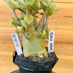 0610 115 Arabicum Black Hawk  - F2 12 meses