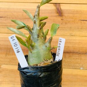 0610 116 Arabicum Ironhide - F2 12 meses