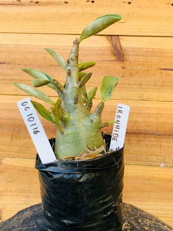 0610 116 Arabicum Ironhide - F2 12 meses