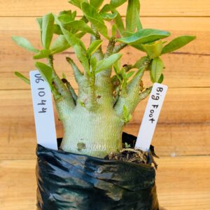 0610 44 Arabicum Big Foot - F2 12 meses