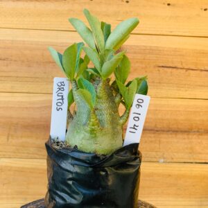 0610 41 Arabicum Brutos - F2 12 meses