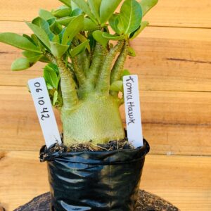 0610 42 Arabicum Tomahawk - F2 12 meses