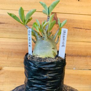 0610 58 Arabicum Ironhide - F2 12 meses