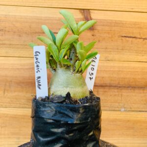 0610 57 Arabicum Genchis Rhan - F2 12 meses