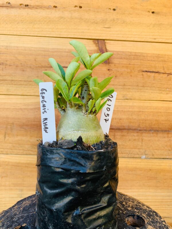 0610 57 Arabicum Genchis Rhan - F2 12 meses