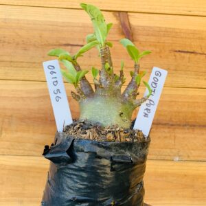 0610 56 Arabicum Godji Pura - F2 12 meses