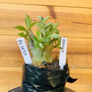 0610 55 Arabicum Bardok - F2 12 meses