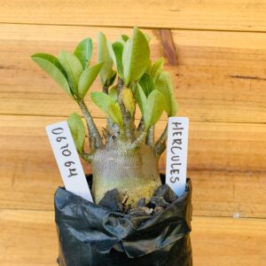 0610 64 Arabicum Hercules - F2 12 meses