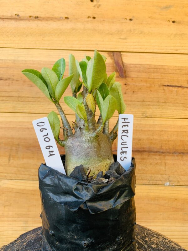 0610 64 Arabicum Hercules - F2 12 meses