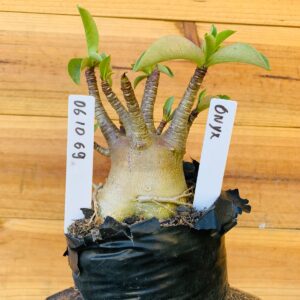 0610 69 Arabicum Onyx - F2 12 meses