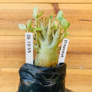 0610 59 Arabicum Dinossaur - F2 12 meses