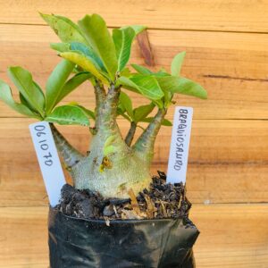 0610 70 Arabicum Braquiossauro - F2 12 meses