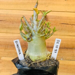0610 97 Arabicum Dinossaur - F2 12 meses