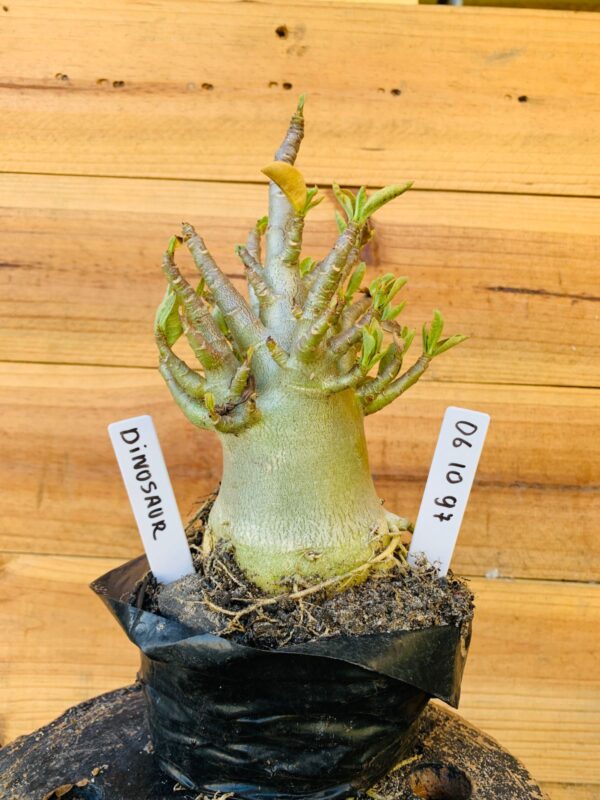 0610 97 Arabicum Dinossaur - F2 12 meses