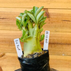 0610 100 Arabicum Big Foot - F2 12 meses
