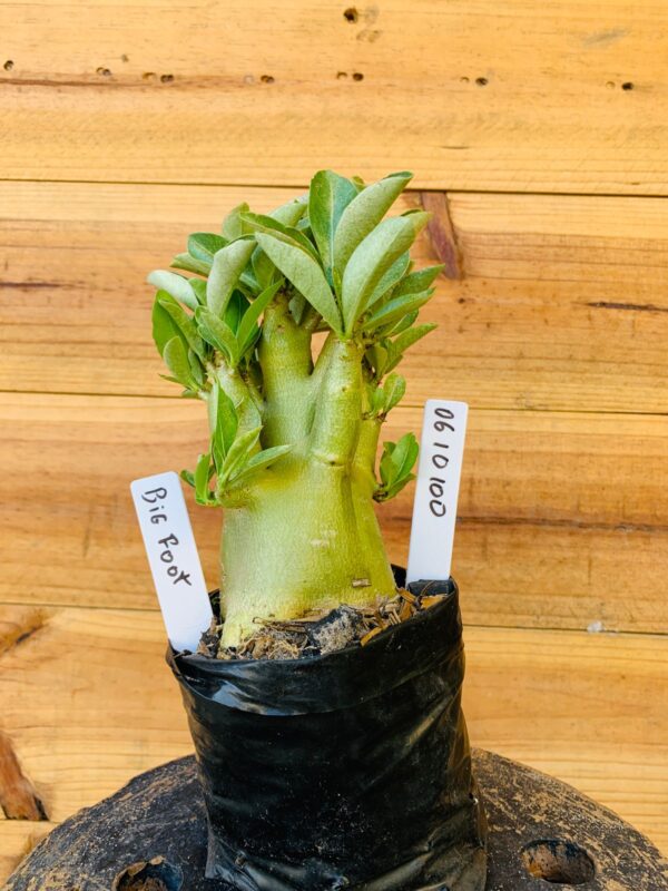 0610 100 Arabicum Big Foot - F2 12 meses