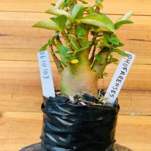 0610 103 Arabicum Dofharense - F2 12 meses