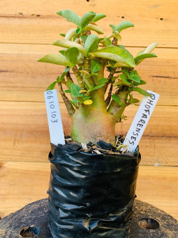 0610 103 Arabicum Dofharense - F2 12 meses