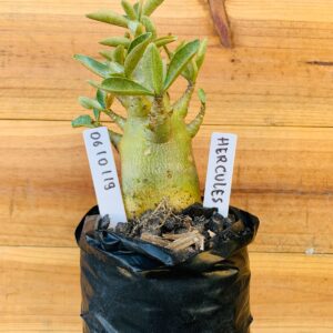 0610 119 Arabicum Hercules - F2 12 meses