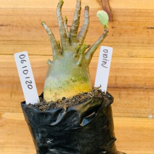 0610 120 Arabicum Odin - F2 12 meses