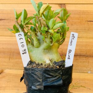 0610 98 Arabicum Optimus Prime - F2 12 meses