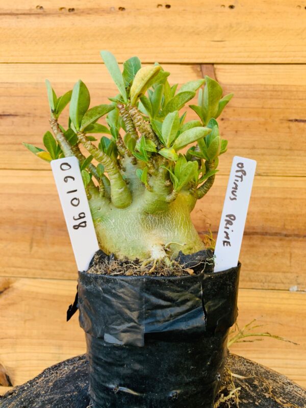0610 98 Arabicum Optimus Prime - F2 12 meses
