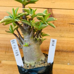 0610 109 Arabicum Nix - F2 12 meses