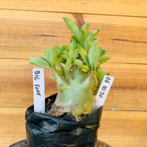 0610 50 Arabicum Big Foot  - F2 12 meses