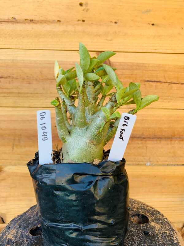 0610 49 Arabicum Big Foot  - F2 12 meses