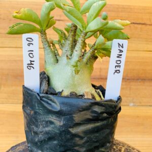 0610 46 Arabicum Zander - F2 12 meses