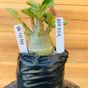 0610 45  Arabicum Bardok - F2 12 meses
