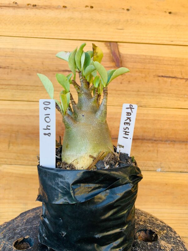 0610 48 Arabicum Takeshi - F2 12 meses