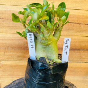 0610 71 Arabicum Big Foot - F2 12 meses