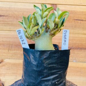 0610 72 Arabicum Dynamo - F2 12 meses