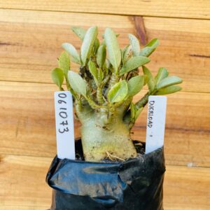 0610 73 Arabicum Darkseid - F2 12 meses