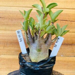 0610 74 Arabicum Hulk - F2 12 meses