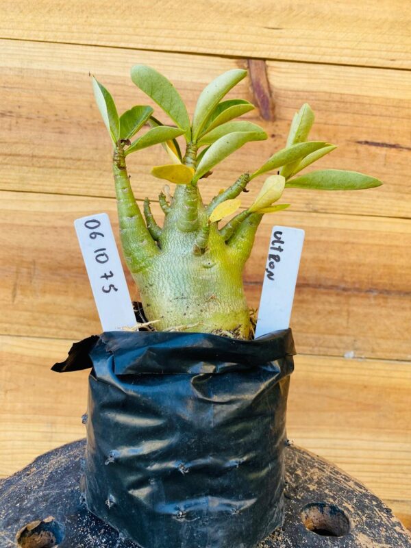 0610 75 Arabicum Ultron - F2 12 meses