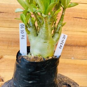 0610 76 Arabicum Hésfero - F2 12 meses