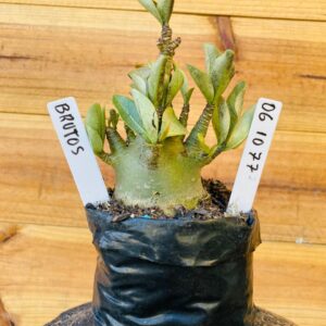 0610 77 Arabicum Brutos - F2 12 meses