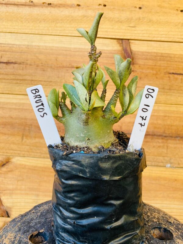 0610 77 Arabicum Brutos - F2 12 meses