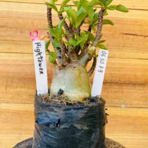 0610 79 Arabicum Hightower - F2 12 meses