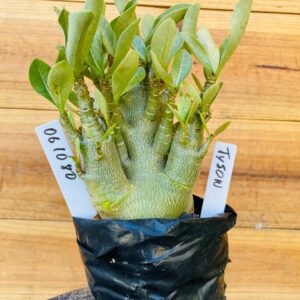 0610 80 Arabicum Tyson - F2 12 meses