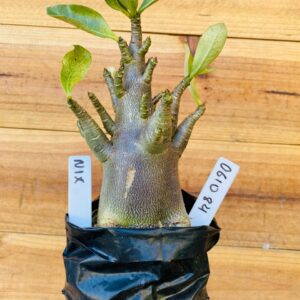 0610 84 Arabicum Nix - F2 12 meses