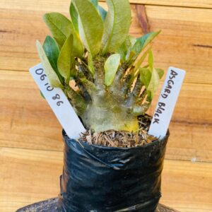 0610 86 Arabicum Asrgard Black - F2 12 meses