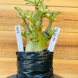 0610 87 Arabicum Hulk - F2 12 meses