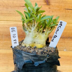 0610 88 Arabicum Optimus Prime - F2 12 meses