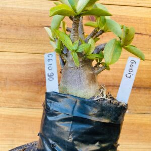 0610 90 Arabicum Godji - F2 12 meses